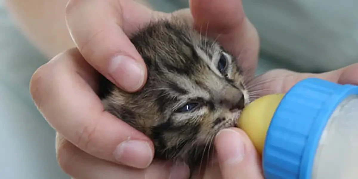 保護された子猫へのミルクボランティア